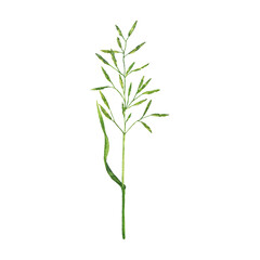 Wild summer herb isolated on white background. Hand drawn watercolor illustration.