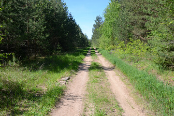 Dirt forest road from Nerl village to Kalyazin. Tver Oblast, Russia.
