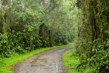 Camino del bosque andino