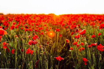 Red poppies field at sunset. Soft focus.