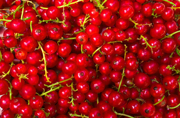 
Natural background of red currant berries.