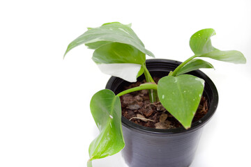 Philodendron White Princess Tree Green