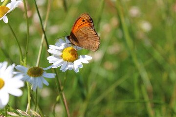 Rotbraunes Ochsenauge