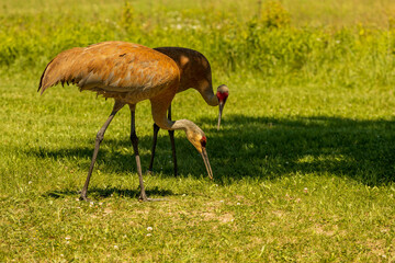 Sandhill crane at sunset in the park
