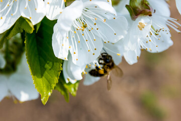 bee pollinates white flowers of cherry on flowering tree in spring, colorful background with image...