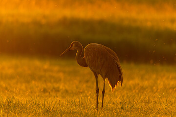 Sandhill crane at sunset in the park