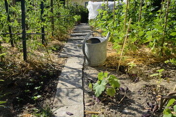 Watering can metal, in vegetable garden