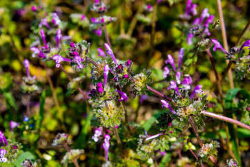 purple spring flowers and green foliage, gentle natural background with vegetation