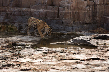Tiger cub moving close to water body, Ranthambore Tiger Reserve