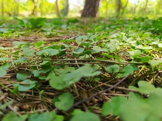 plantas y árboles en el jardín del Turia de Valencia