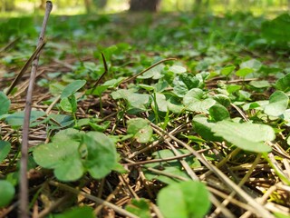 plantas y árboles en el jardín del Turia de Valencia