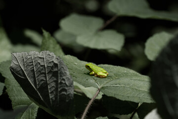 Image of Hyla versicolor, a tiny tree frog on a tree leaf in Maryland. Taken with a macro lens at day time. The frog was resting quietly on the leaf.