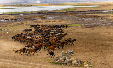Fototapeta na wymiar running wild horses at Kayseri, Turkey