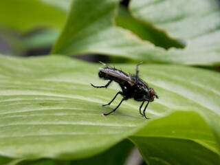 fly on a green leaf