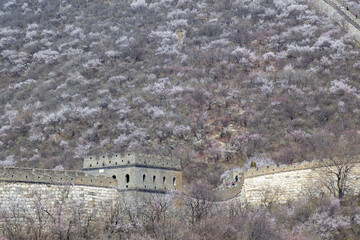 Beijing, China - CIRCA 2020: Great Wall of China in a green forest landscape at Mutianyu in Huairou...