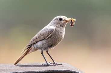 Rotschw&auml;nzchen mit Futter f&uuml;r Jungv&ouml;gel