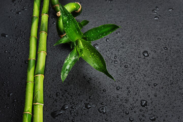 Green bamboo sprout on a black