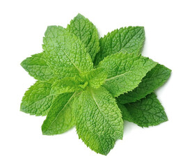 Fresh mint isolated