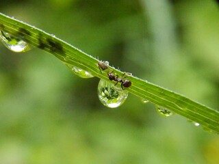 ants and bugs on the grass and raindrops