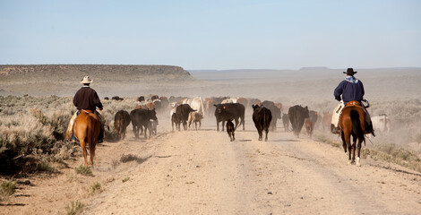 Two working cowboys moving a herd of cattle along a road to a new, greener pasture in the Oregon high desert country near Silver Lake.