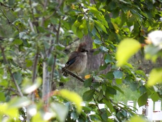 Obraz premium a bird on a white cherry