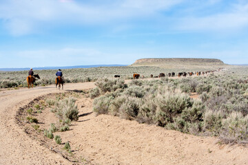 Two working cowboys moving a herd of cattle along a road to a new, greener pasture in the Oregon...