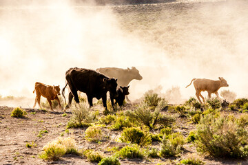Two cows with their calves moving through a cloud of dust in eastern Oregon desert sagebrush country near Silver Lake. © Bob