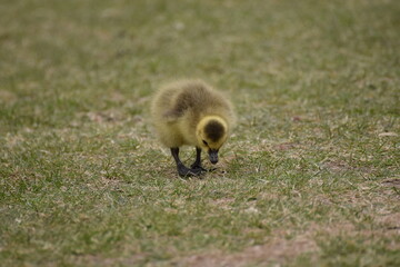 little goose