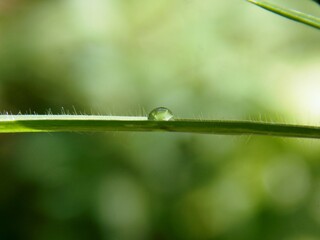a drop of water on a blade of grass