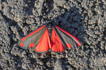 Cinnabar Moth in UK