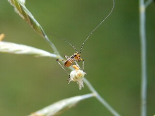 a small grasshopper on the grass