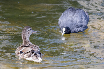 Coot and Mallard in Cambridge, UK