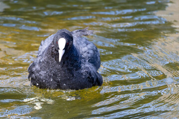 Coot in Cambridge, UK