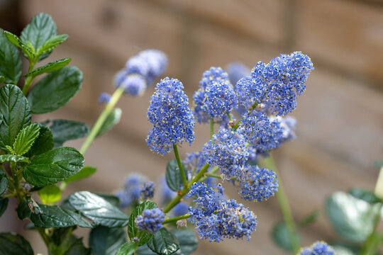 Ceanothus close up in Garden