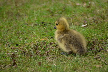 little goose