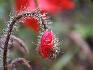bud of a red tulip