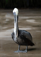 Brown pelican with gray brown body, white head, and an  exceptionally long gray beak is posing with an eye forward against a brown and beige blurred background.