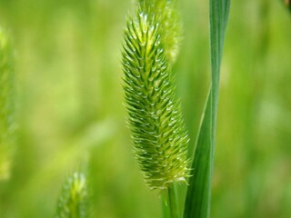 green plant in the spring