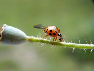 a red ladybug tries to fly