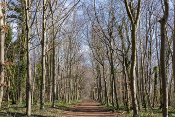 Woodland tree lined path