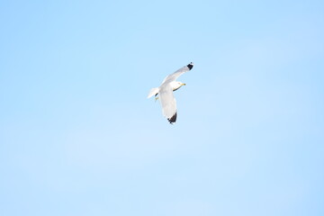 gull