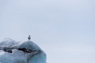 Seagull standing on an iceberg at glacier lagoon in Iceland. Lot of copy space