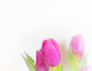 violet colored tulip flowers on white blurred background