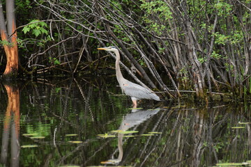 blue heron