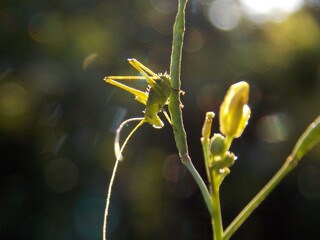 a small green grasshopper on a plant