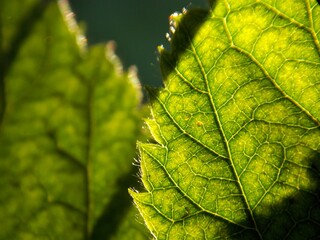 green leaves and shadows on them