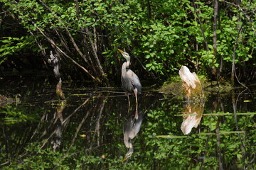 blue heron