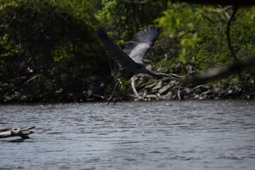 blue heron