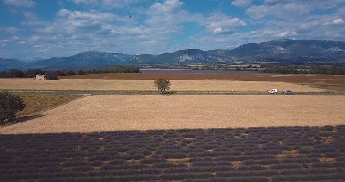 champs de lavande et abeilles en Provence - France
