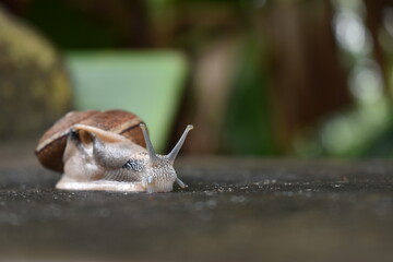 Snail in mansoon
